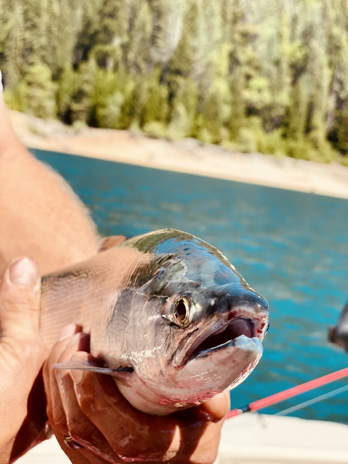 Kokanee salmon caught at Sly Creek Reservoir