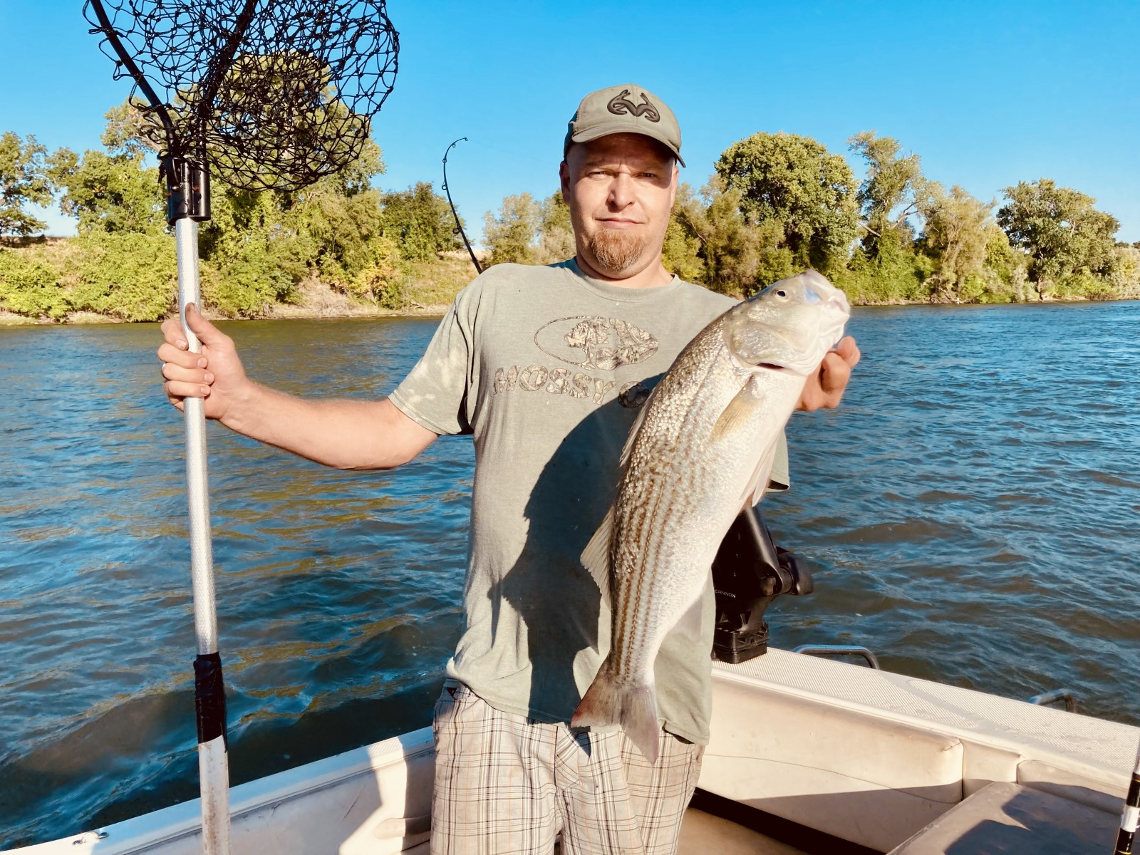 Striped bass caught on the Sacramento River